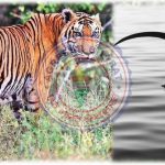 😱 जंगल में तेंदुए का हमला… मां ने दरांती उठाई और भिड़ गई आदमखोर से! 🚨 बेटी की जान बची