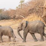 🚨😱 📰 खौफनाक हादसा: ‘शॉर्टकट’ के चक्कर में गई मासूम की जान — हाथी ने मां-बाप के सामने बच्चे को पटक कर मार डाला!