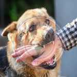 🚨 हल्द्वानी में अब बिना पंजीकरण नहीं पाल सकेंगे कुत्ता! 🐶 नगर निगम का सख्त एक्शन प्लान तैयार, नियम तोड़ा तो लगेगा जुर्माना ⚠️