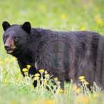 🐻 साइकिल सवार पोस्टमास्टर पर भालू का हमला: बागेश्वर में दुखद घटना 🐻