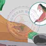 ⚠️ घास काटते समय महिला को सांप ने डसा, अस्पताल में भर्ती, अब हालत स्थिर 🐍🏥