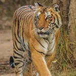 ​🐆 चंपावत में गुलदार का खौफ: शौच को निकले व्यक्ति को बनाया निवाला, एक महीने में दूसरा जानलेवा हमला