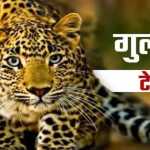 बागेश्वर में मां के सामने 4 साल के बच्चे को उठा ले गया गुलदार, जंगल में मिला शव