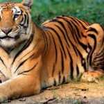 लकड़ी लेने जंगल गए युवक को बाघ ने बनाया निवाला, खौफजदा ग्रामीण