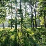 🌳 वन भूमि पर जीवन निर्वाह करने वालों को मिलेगा हक, पट्टे तो मिलेंगे, लेकिन बेचा नहीं जा सकेगा