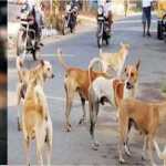 🐕🚨 “हल्द्वानी की गलियों में घूम रहे खूंखार कुत्तों पर सख्ती! अब जाएंगे शेल्टर होम, निगम ने शुरू की बड़ी कार्रवाई”