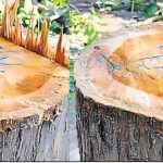 🌳 उत्तराखंड: वन माफियाओं का आतंक! पीपल पड़ाव रेंज में 14 सागौन के पेड़ काटे, वन विभाग पर हवाई फायरिंग – ठूंठ पर लिखा “अभी तो ये ट्रेलर है…” 🔫⚠️