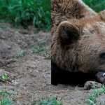 🐅⚠️ उत्तराखंड में वन्यजीव–मानव संघर्ष चरम पर! 490 गांव दहशत में — गुलदार, बाघ और भालू मौत बनकर मंडरा रहे