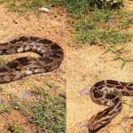 🐍💥 सनसनी! गौला नदी किनारे दिखा 10 फीट लंबा अजगर — डंपर के पास रेंगता देख लोगों में हड़कंप, वन विभाग ने किया रेस्क्यू 🚨🌳