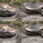 🚨 रुद्रपुर वन क्षेत्र में बड़ा हादसा! बरहनी रेंज में हाथी का रहस्यमय शव मिला — गर्दन पर गहरी गांठ और घाव से बढ़ीं शंकाएँ! 🐘⚠️