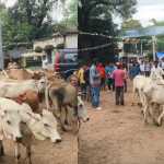 🐄🚜 आवारा पशुओं पर सरकार का बड़ा एक्शन 📢 दो नई योजनाएं शुरू, हर माह 12 हजार रुपये तक कमाने का मौका