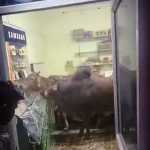 ​लालकुआं: बेखौफ सांडों का ‘तांडव’, मोबाइल शॉप में घुसकर मचाई भारी तोड़फोड़; प्रशासन की चुप्पी से जनता में आक्रोश