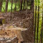 🌳 उत्तराखंड के साल के जंगलों में संकट! 19 हजार पेड़ों को कीट संक्रमण से बचाने के लिए सरकार ने मांगी अनुमति 😲🐛