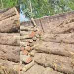 🚨 तराई में लकड़ी तस्करी पर बड़ा एक्शन: 7 सागौन लट्ठे जब्त, आरा मशीन सील 🌳🚔